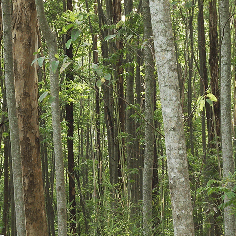 Various sizes of eucalyptus stems